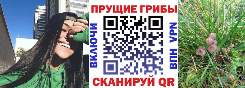 что такое наркотик  MEGA зеркало  Галлюциногенные грибы мицелий  Лодейное Поле 